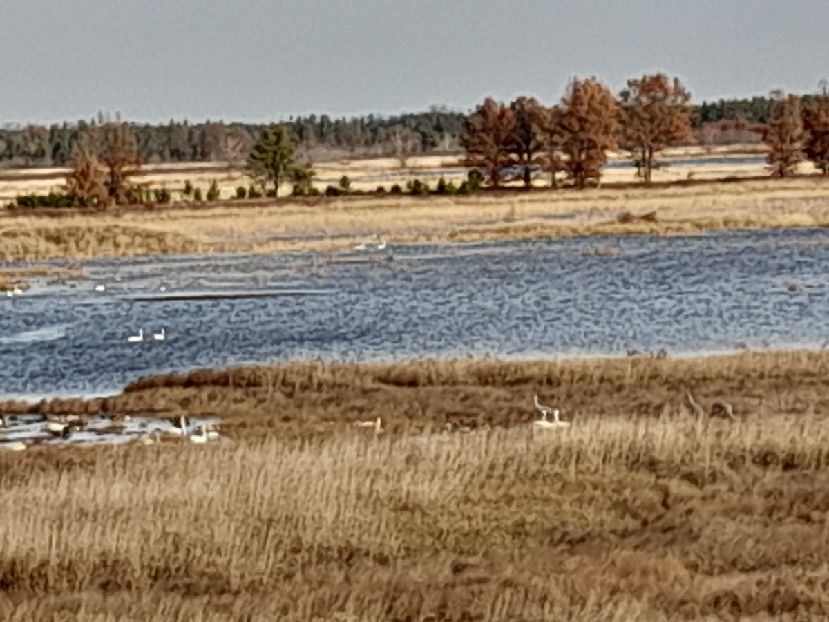 Trumpeter Swan - Gene Kohli