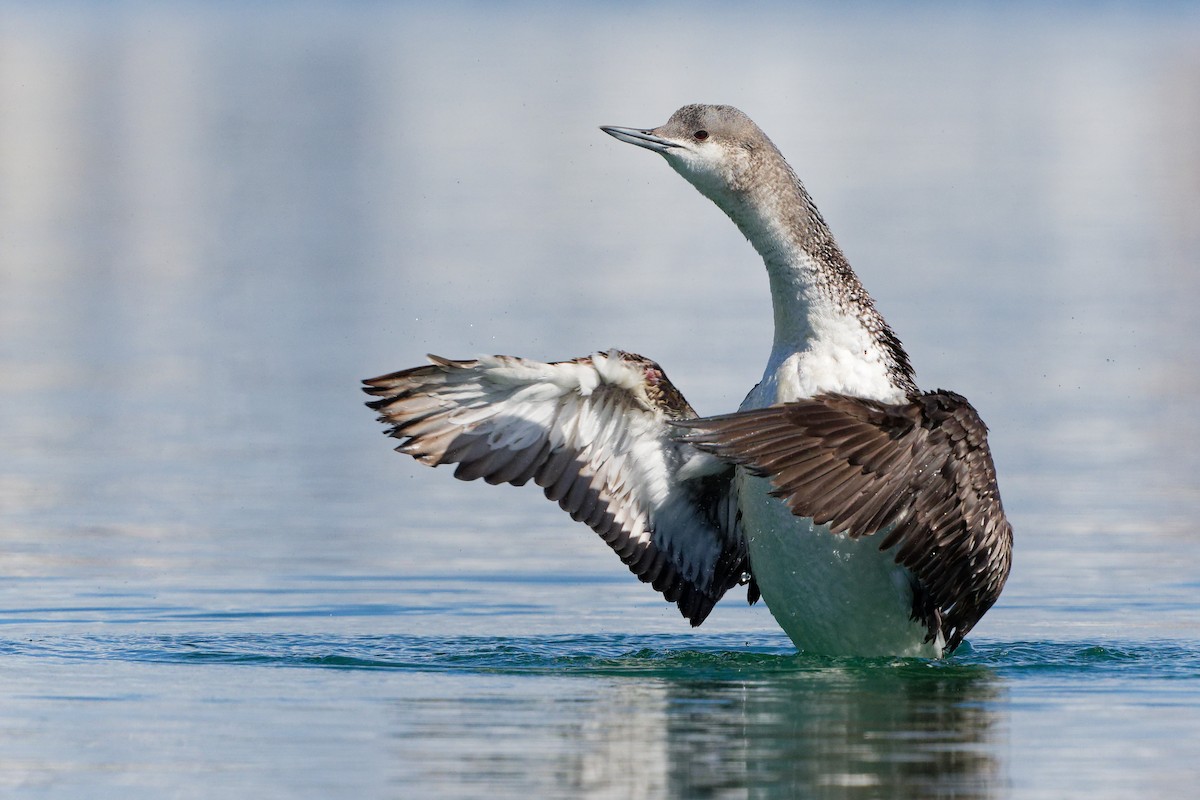 Red-throated Loon - Jonathan Casanova