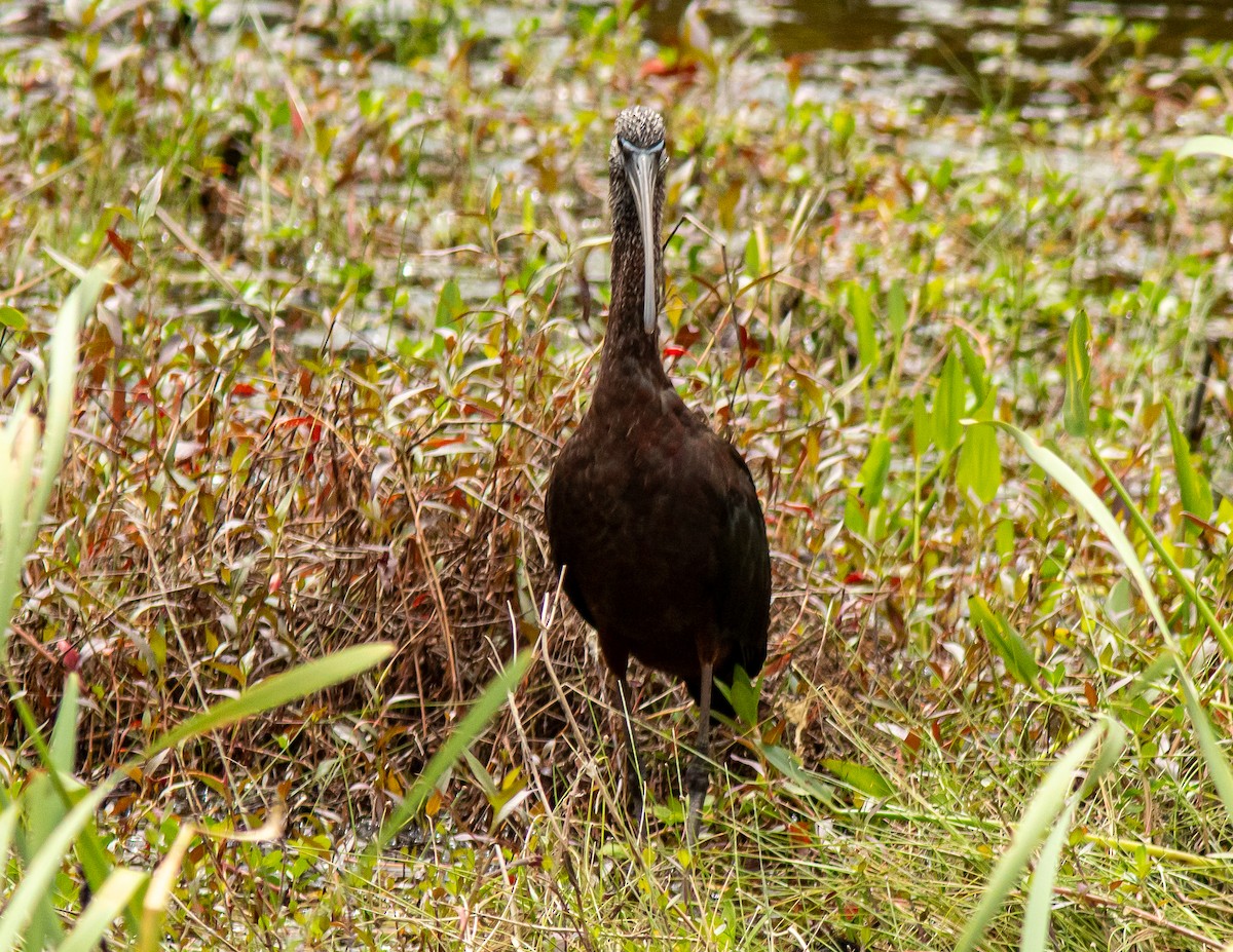 Glossy Ibis - ML616486616