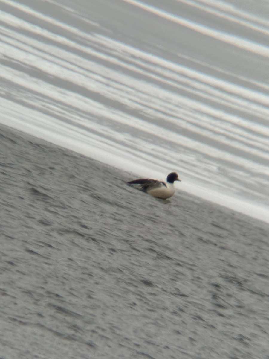 Common Merganser - ML616486622