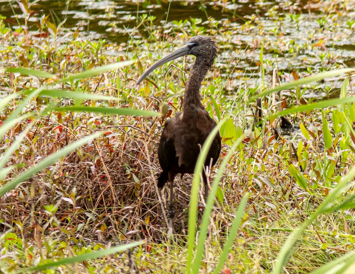 Glossy Ibis - ML616486628