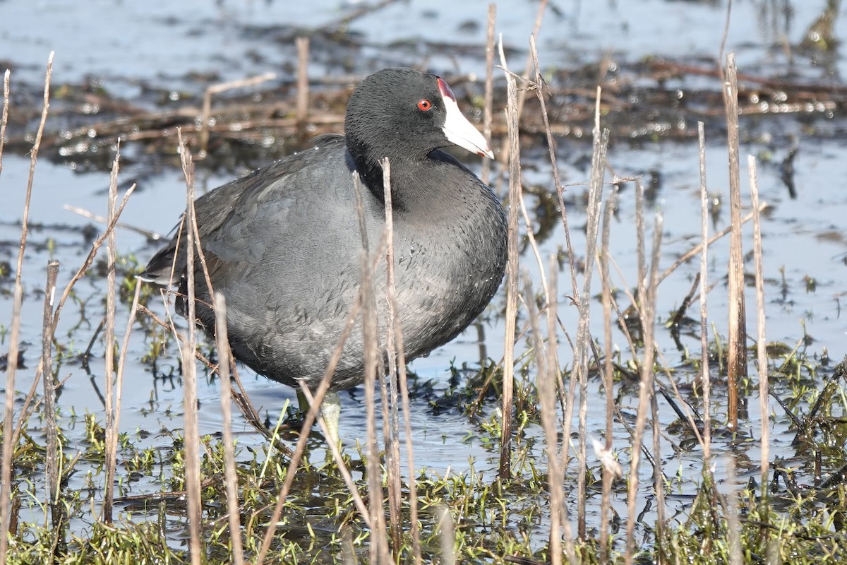 American Coot - ML616486664