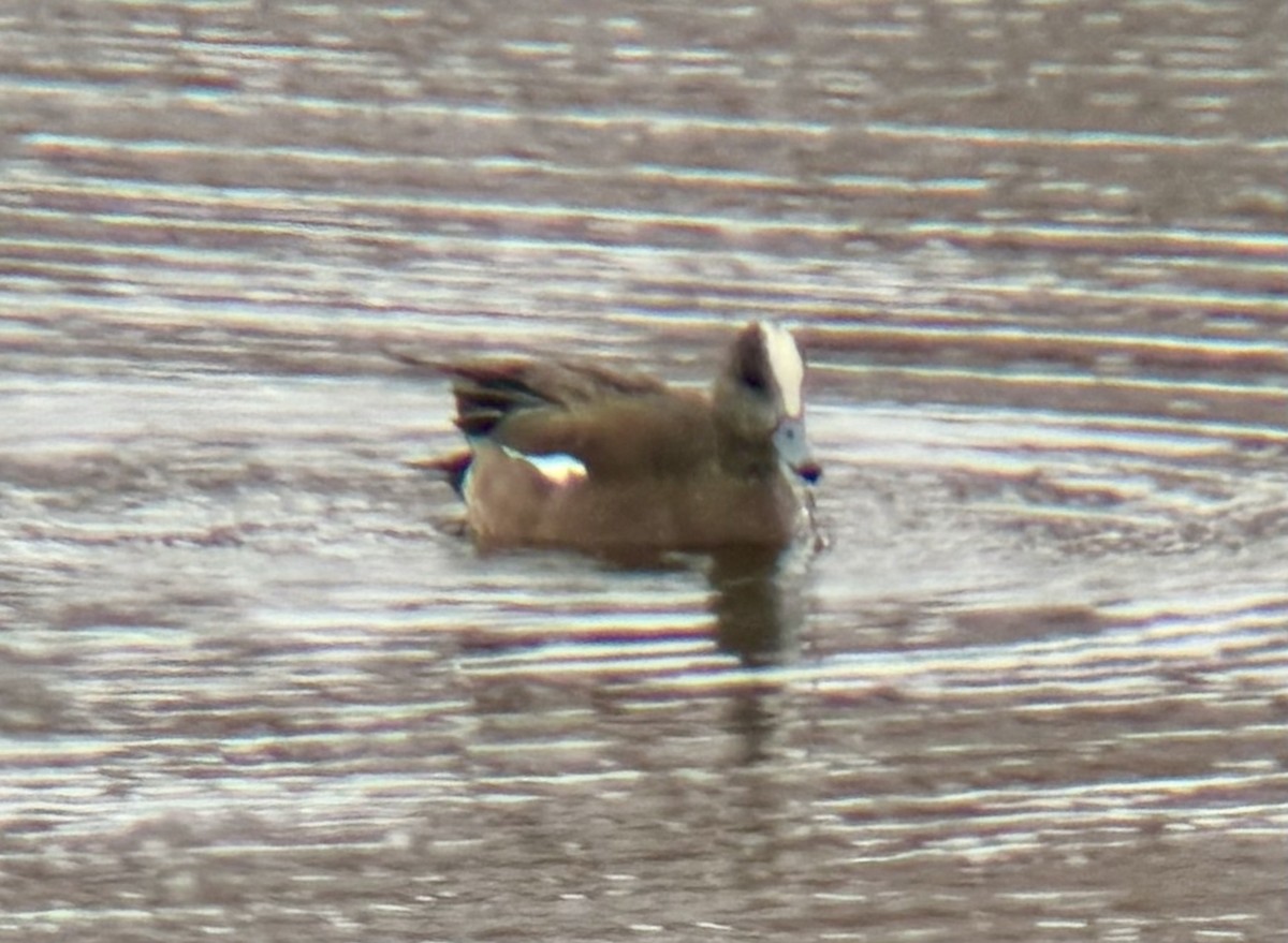 American Wigeon - ML616486671