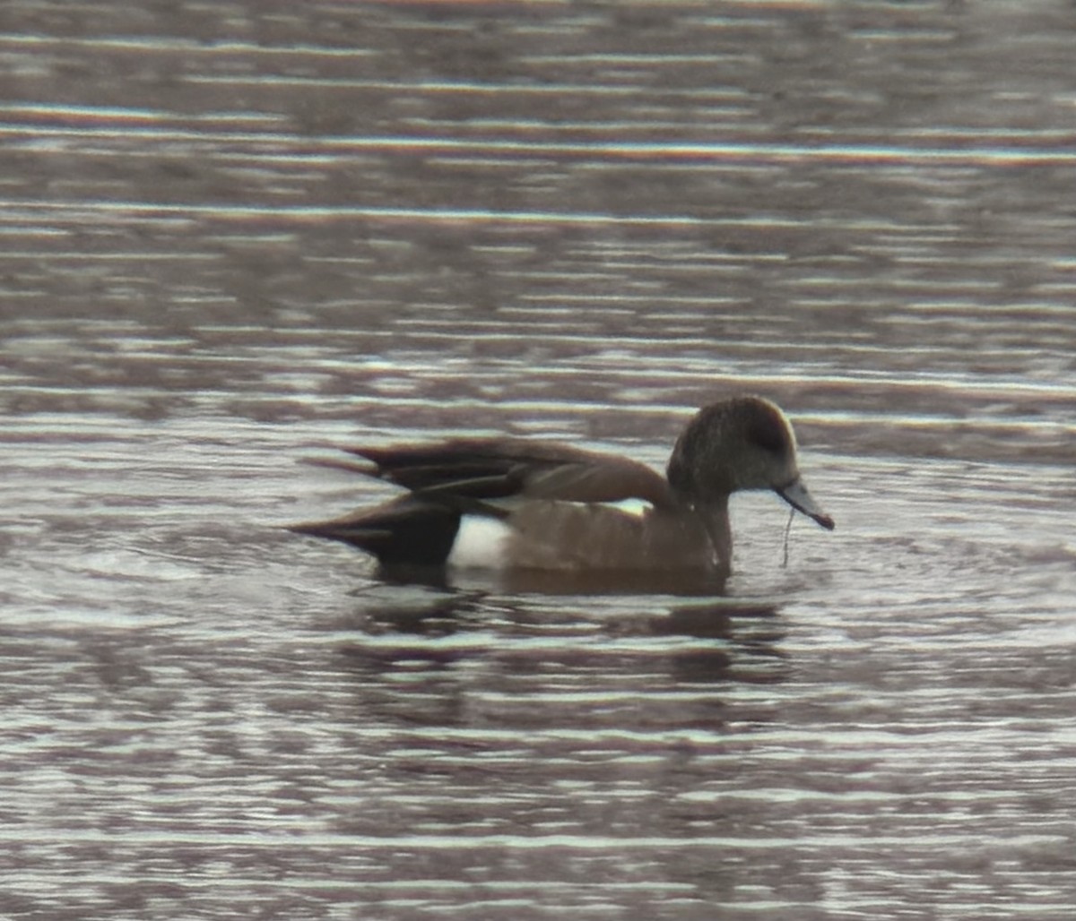 American Wigeon - ML616486672