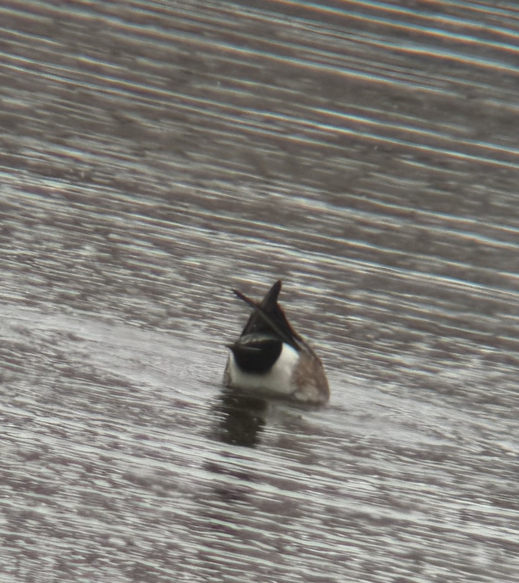 American Wigeon - ML616486673