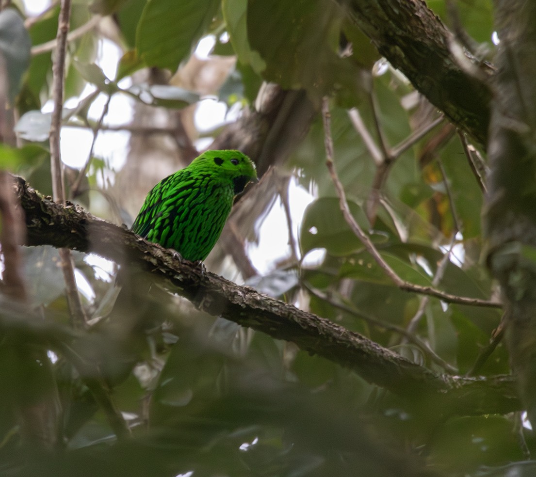 Whitehead's Broadbill - ML616486674