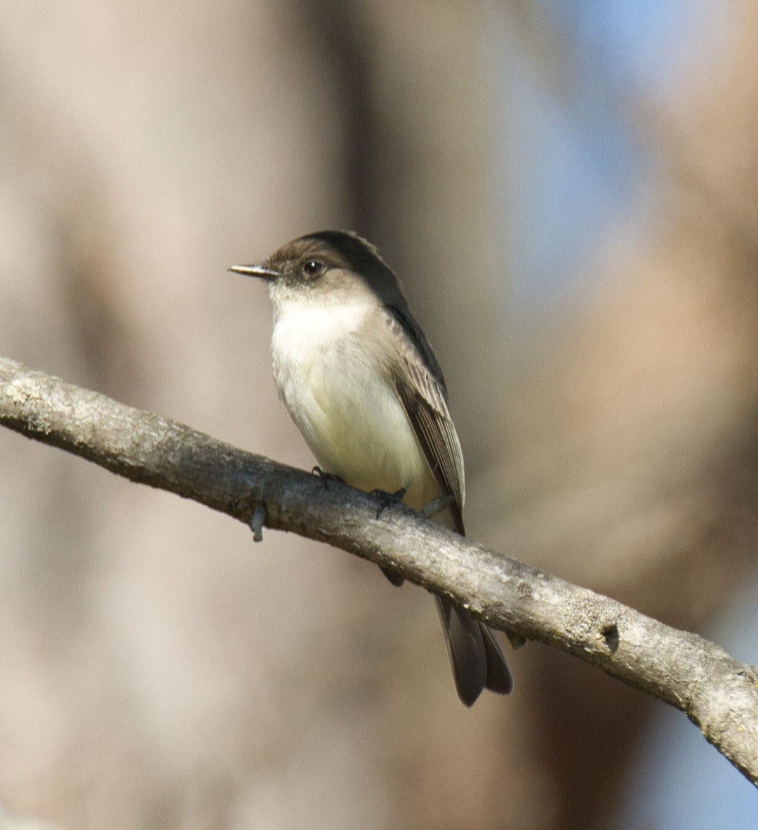 Eastern Phoebe - ML616486713