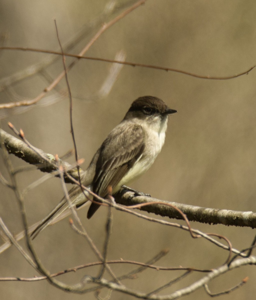 Eastern Phoebe - ML616486714