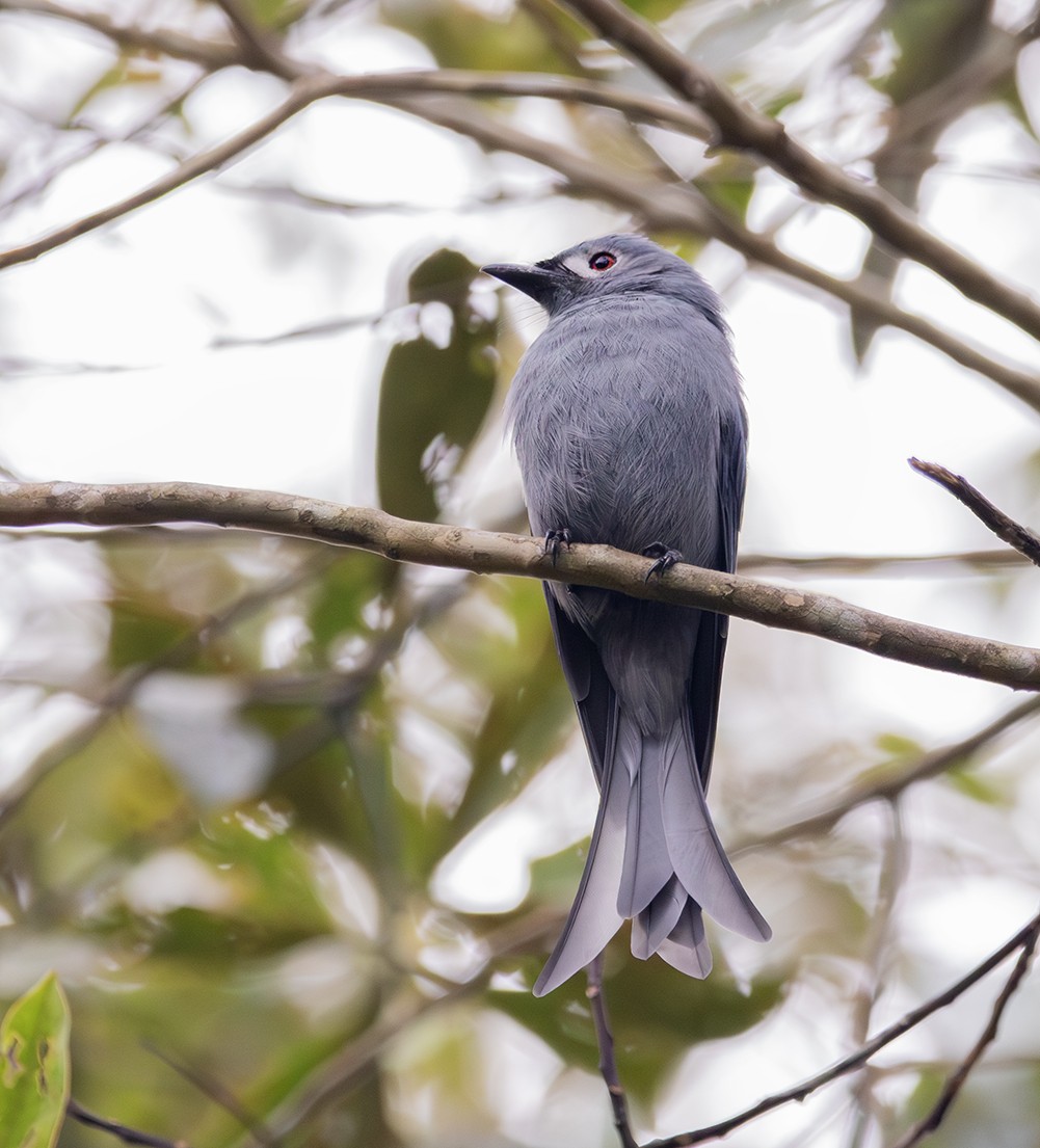 Ashy Drongo (Bornean) - ML616486718