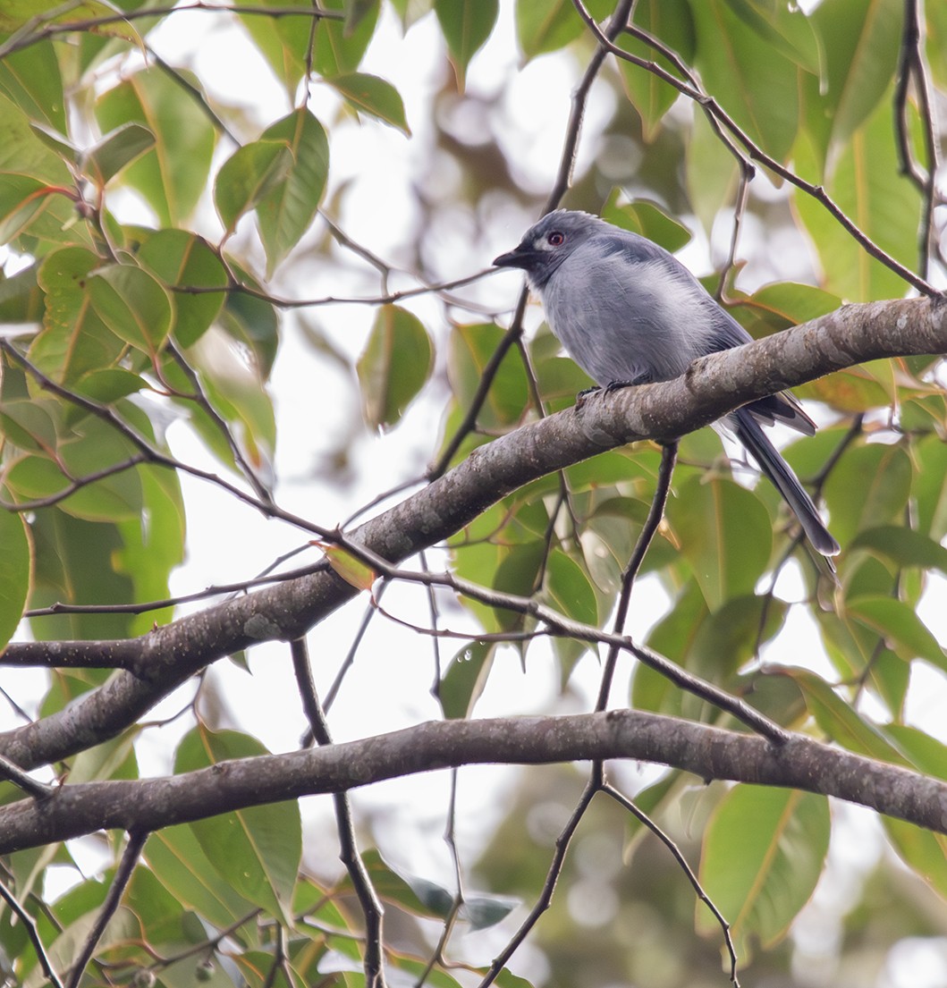 Drongo Cenizo (stigmatops) - ML616486719