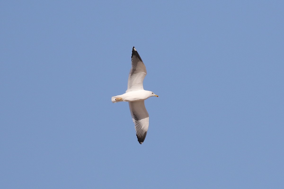 Lesser Black-backed Gull (Heuglin's) - Chris Kehoe