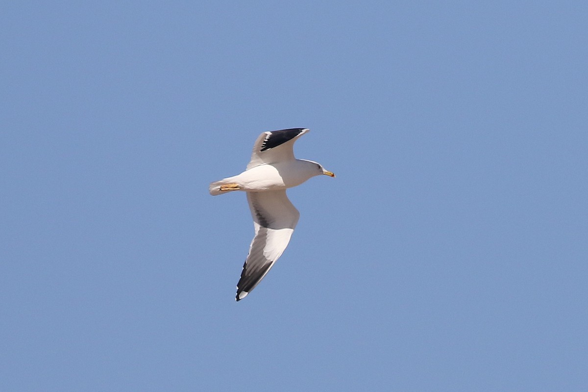 Lesser Black-backed Gull (Heuglin's) - ML616486811