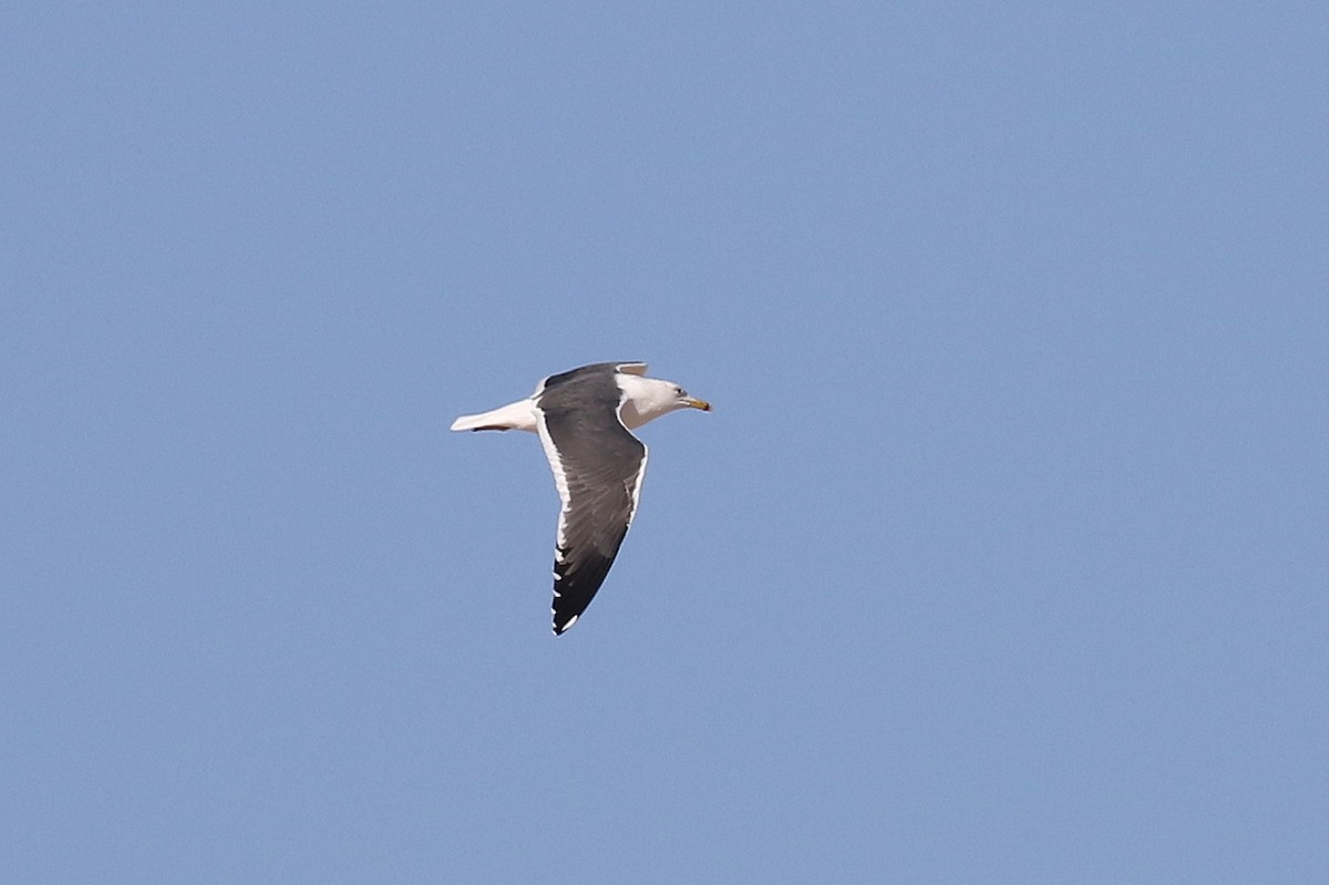 Lesser Black-backed Gull (Heuglin's) - ML616486812