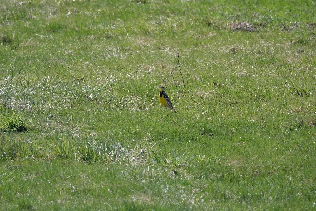 Eastern Meadowlark (Eastern) - Tomáš Najer