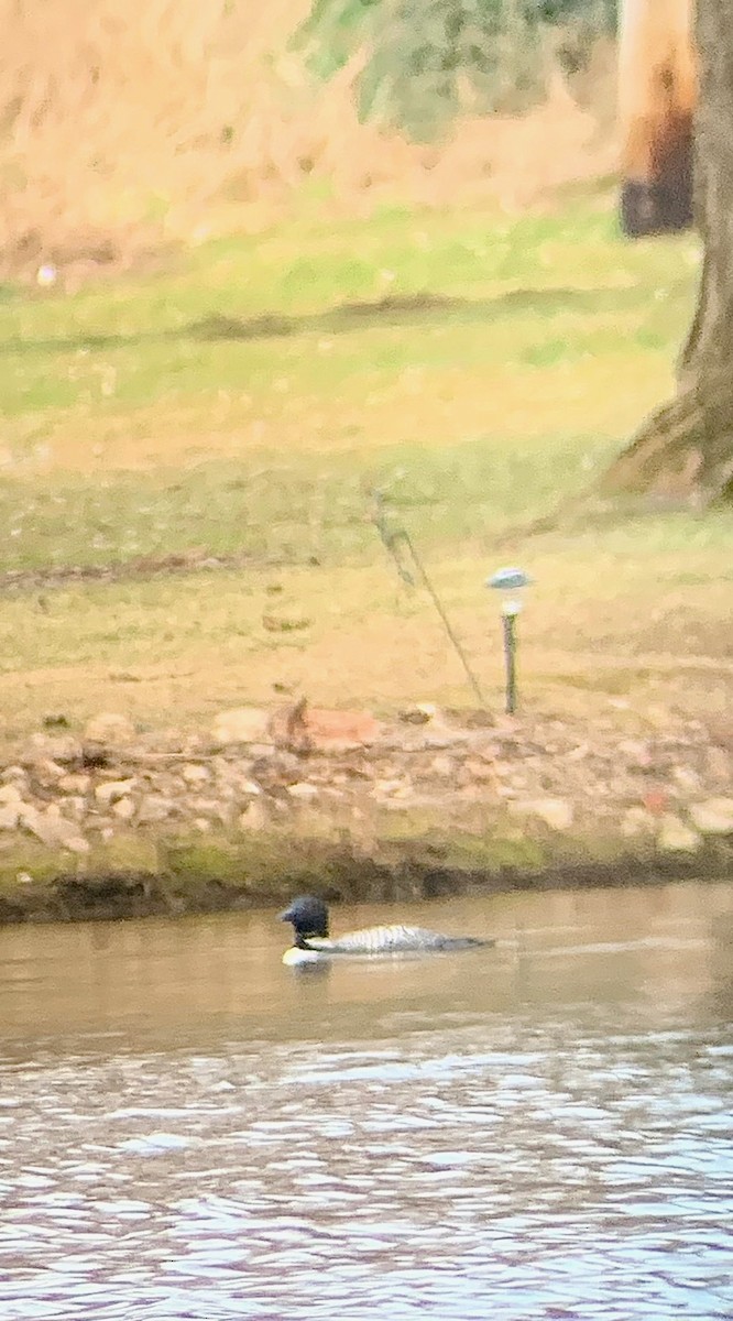 Common Loon - ML616486833