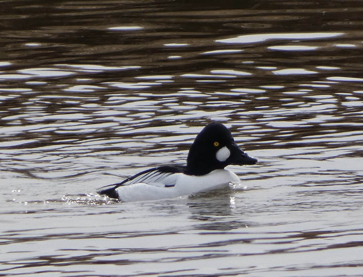 Common Goldeneye - ML616486836