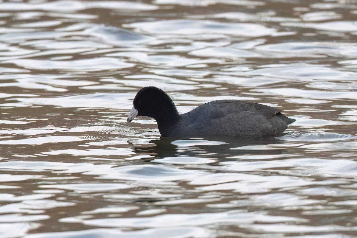 American Coot - ML616486845