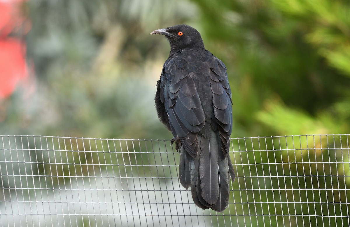 White-winged Chough - ML616486854