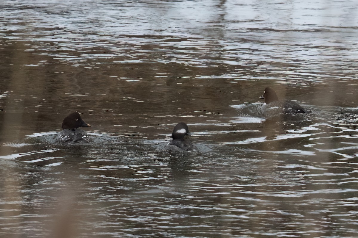 Common Goldeneye - ML616486868