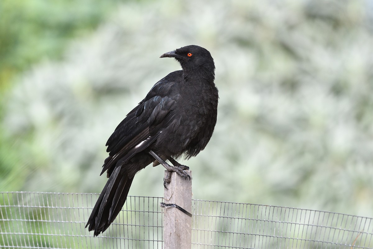 White-winged Chough - ML616486881