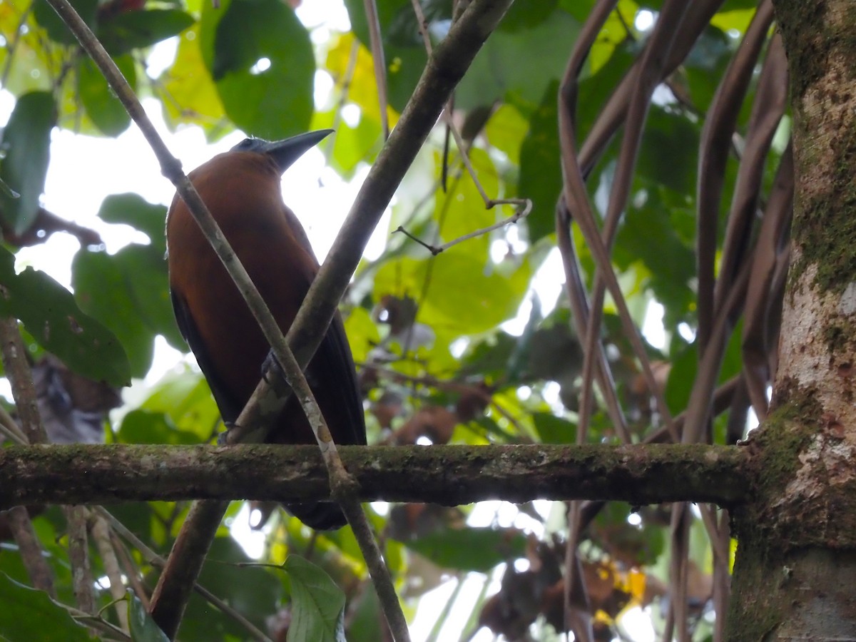 Capuchinbird - Darren Shirley