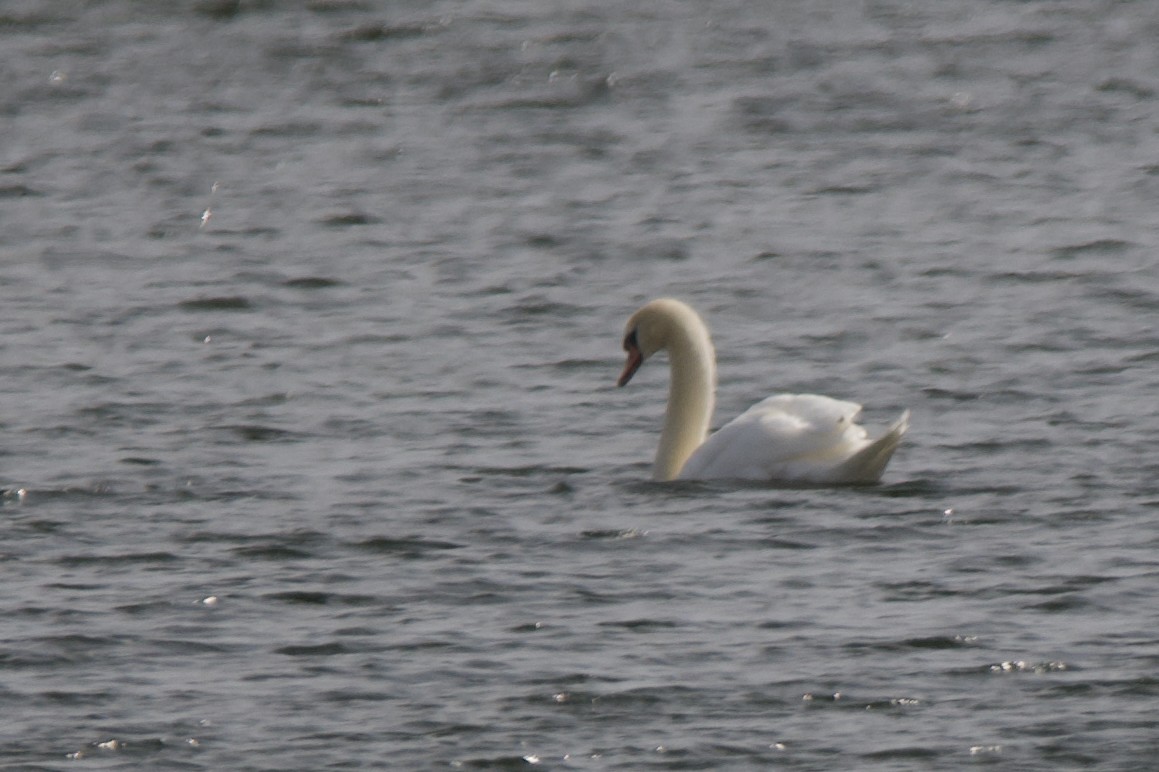 Mute Swan - ML616486945