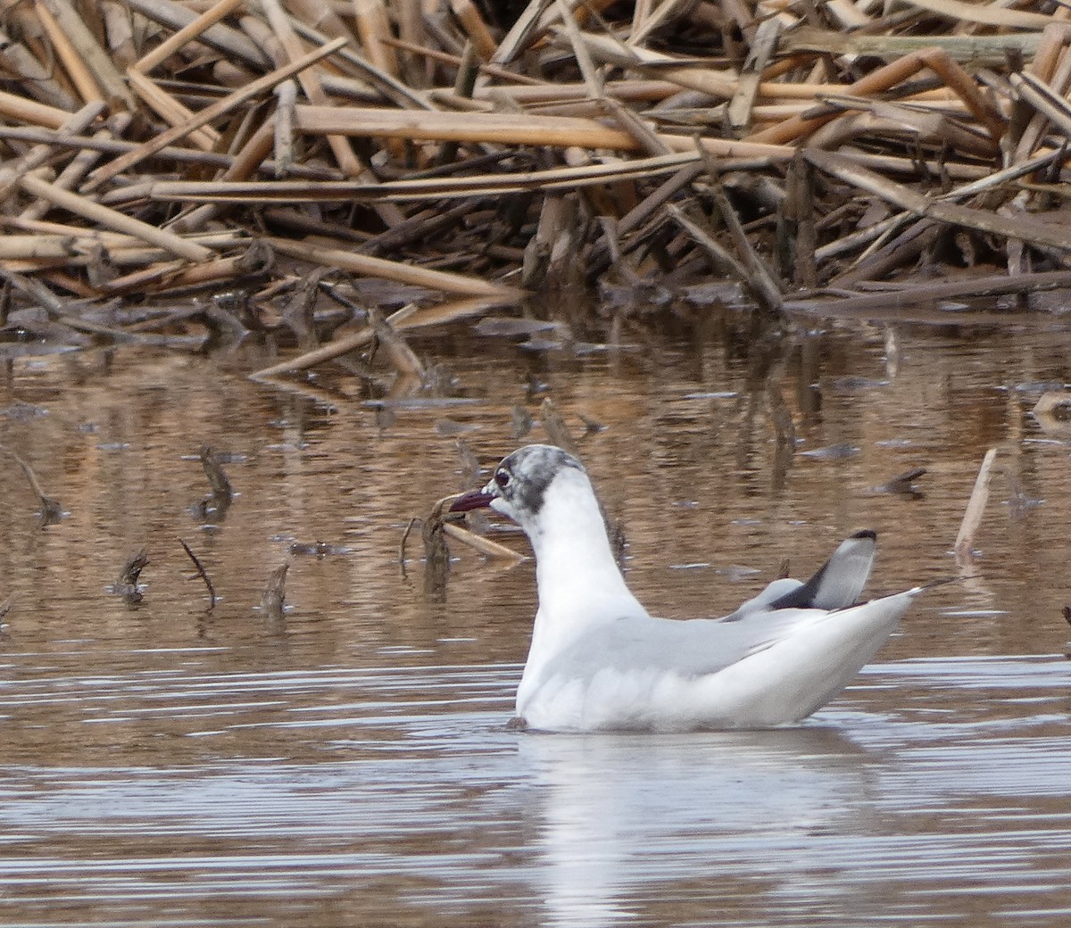 Black-headed Gull - ML616486956