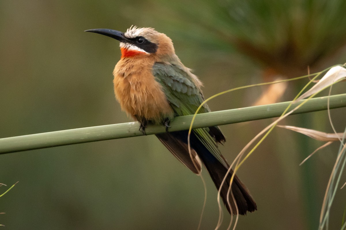 White-fronted Bee-eater - Greg Schrader