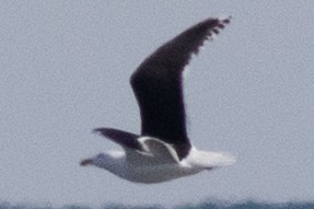 Great Black-backed Gull - ML616487010