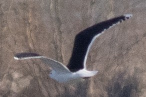 Great Black-backed Gull - ML616487011