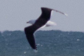 Great Black-backed Gull - ML616487012