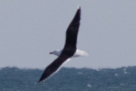 Great Black-backed Gull - ML616487013