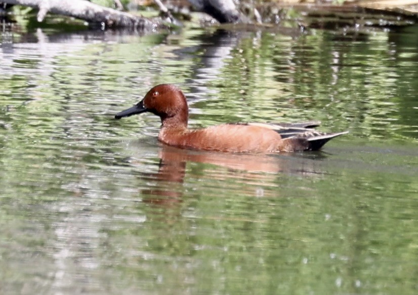 Cinnamon Teal - ML616487024