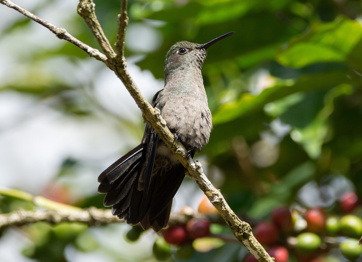 Colibri vert et gris - ML616487043