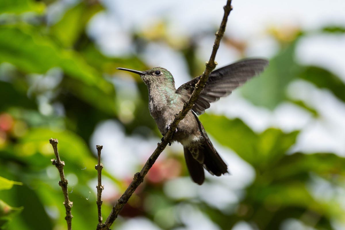 Colibri vert et gris - ML616487044