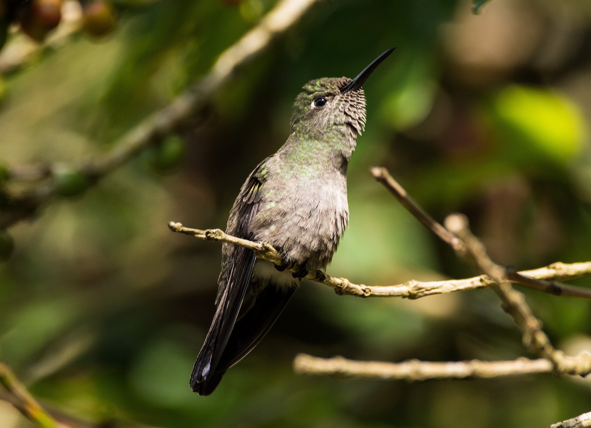 Colibri vert et gris - ML616487046