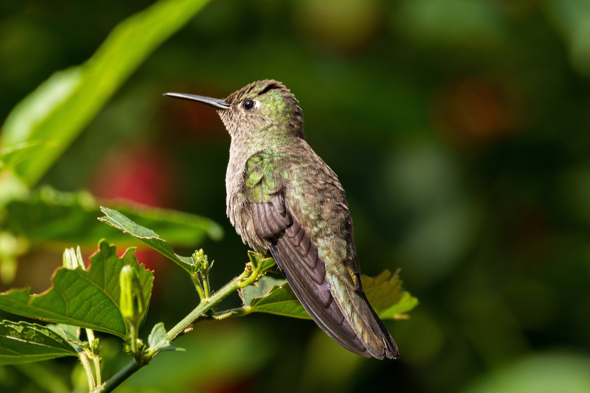 Colibri vert et gris - ML616487048