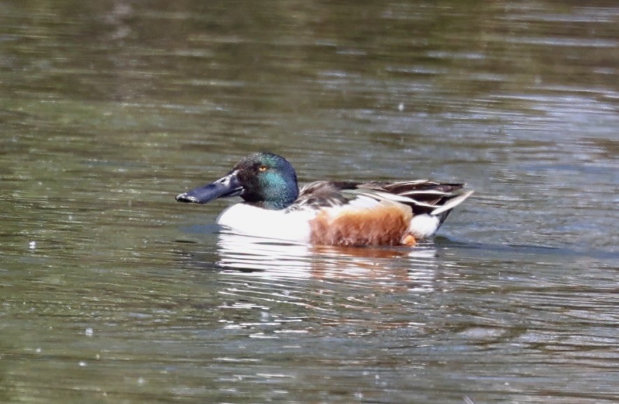 Northern Shoveler - ML616487053