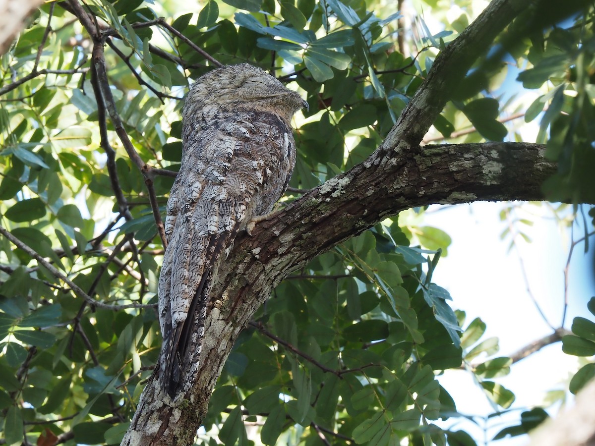 Great Potoo - Darren Shirley