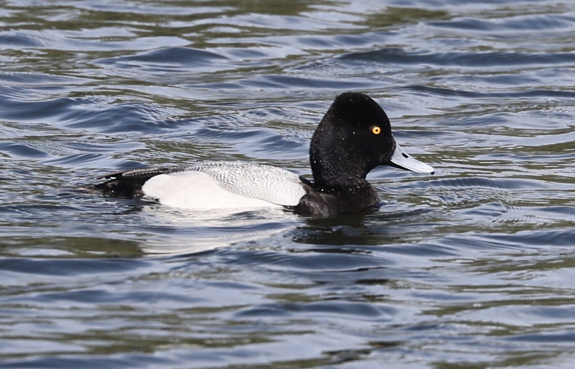 Lesser Scaup - ML616487128