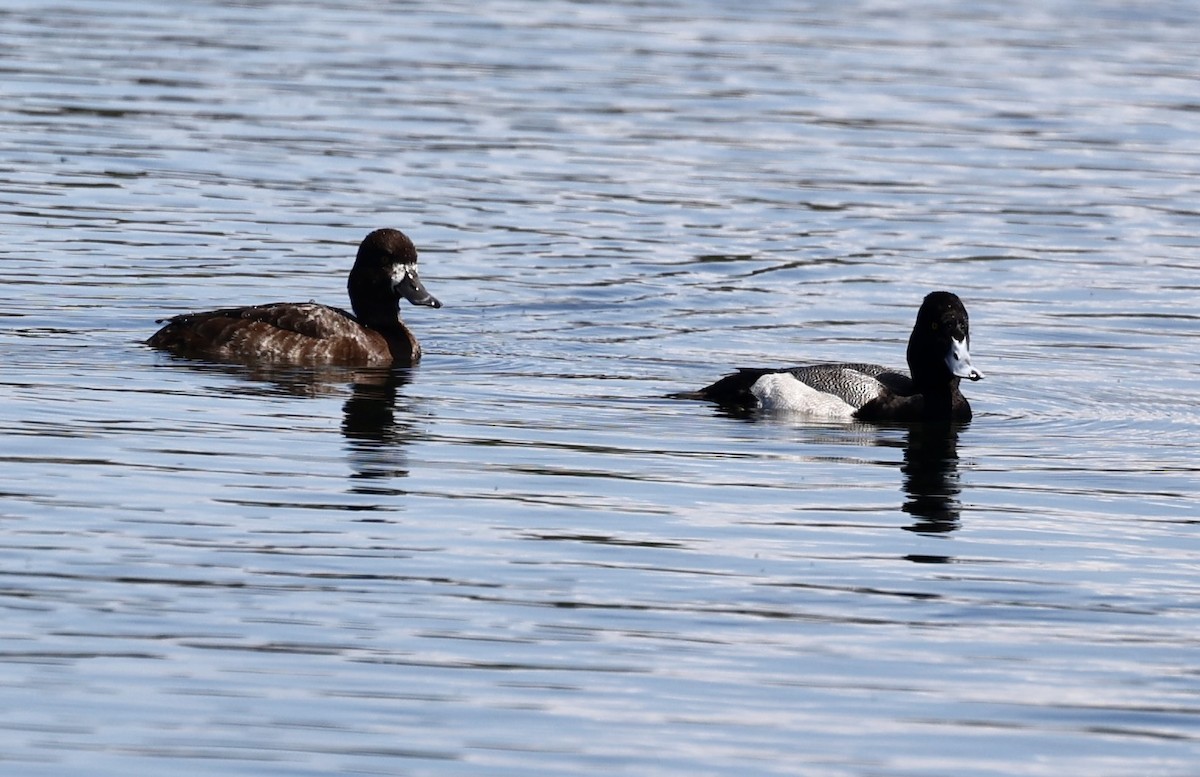 Lesser Scaup - ML616487129