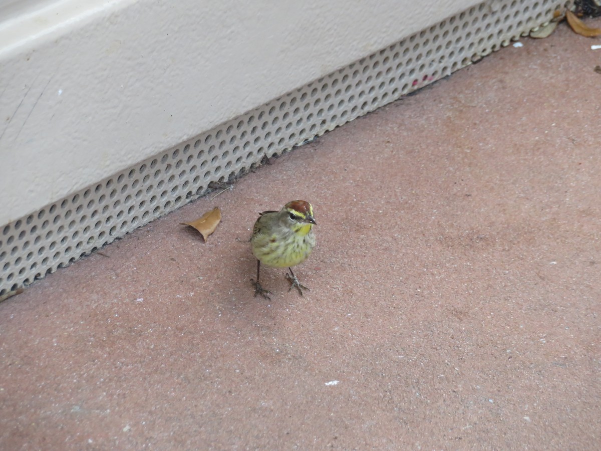 Palm Warbler - ML616487135