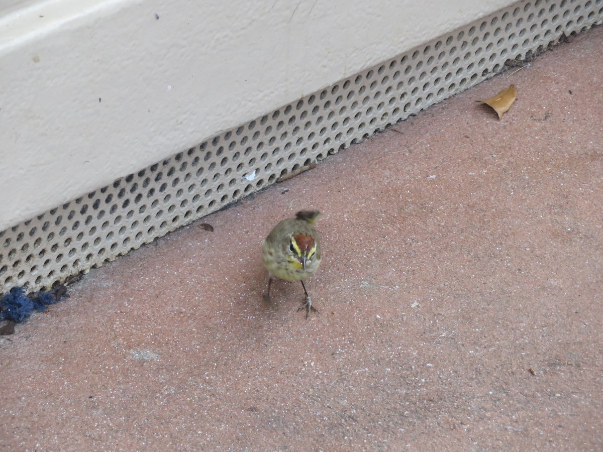 Palm Warbler - Michael  Autin