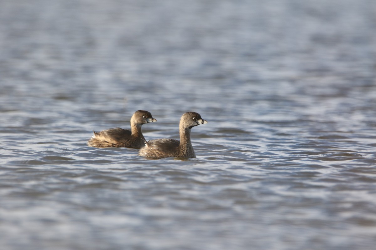 Pied-billed Grebe - ML616487144