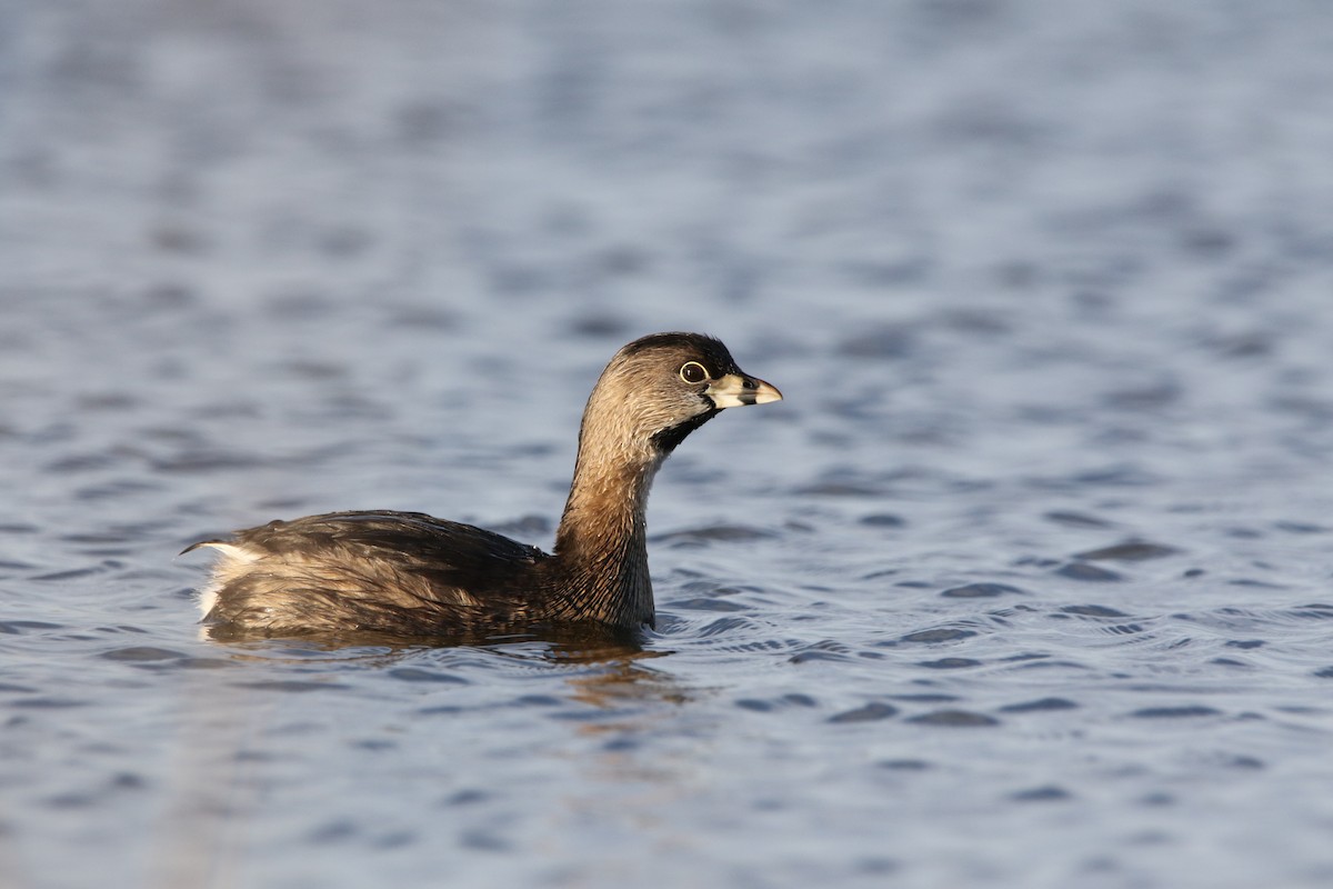 Pied-billed Grebe - ML616487145