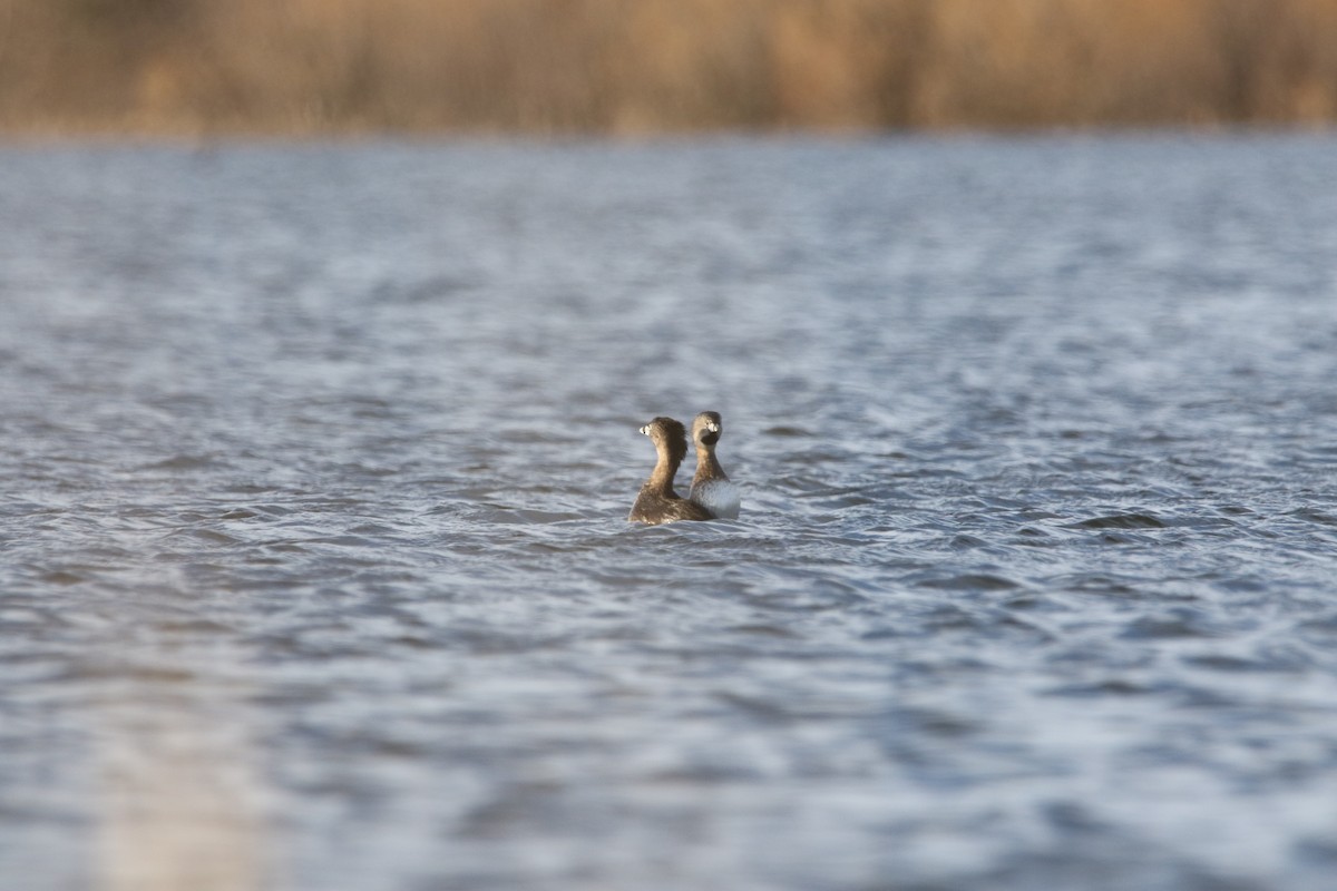 Pied-billed Grebe - ML616487150