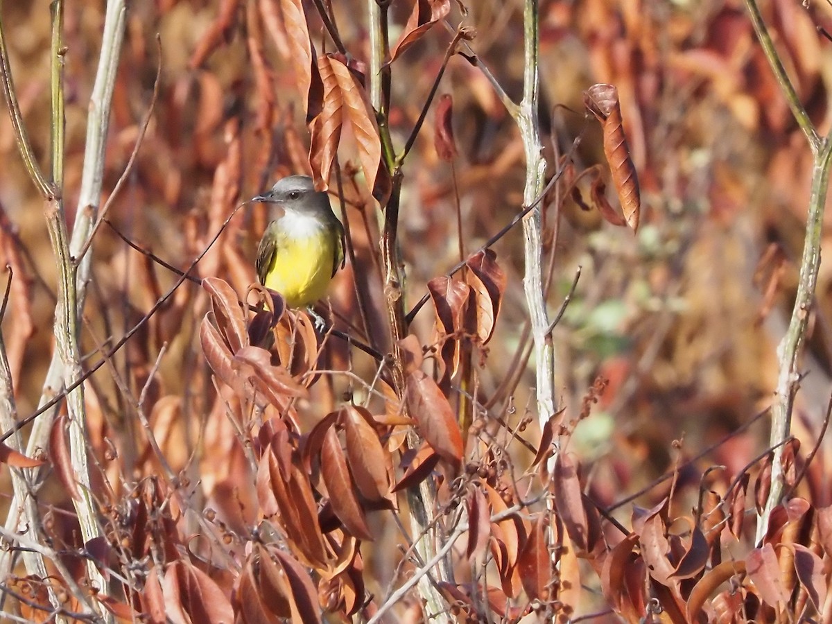 Sulphury Flycatcher - ML616487160