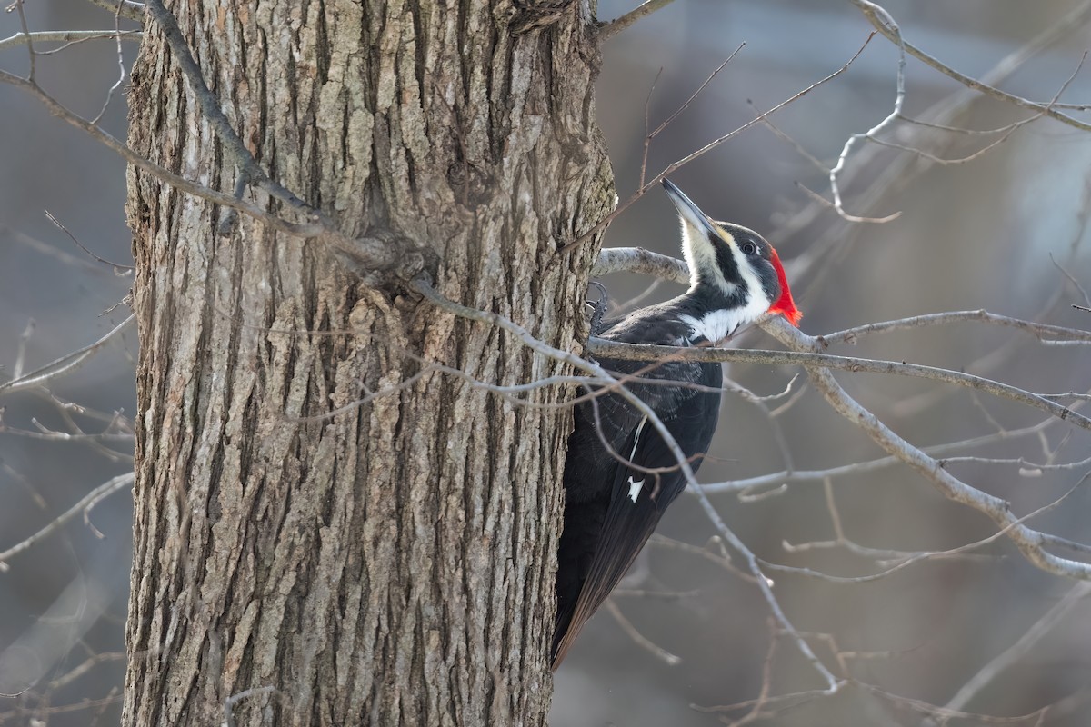 Pileated Woodpecker - ML616487195