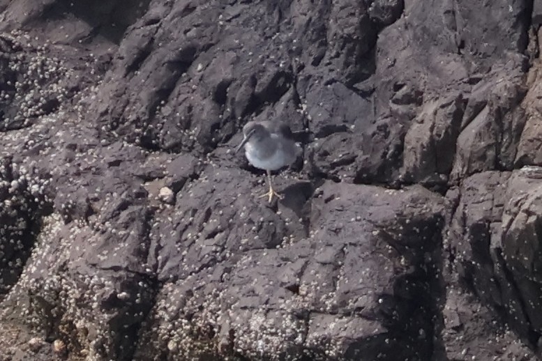 Wandering Tattler - Eric Cameron