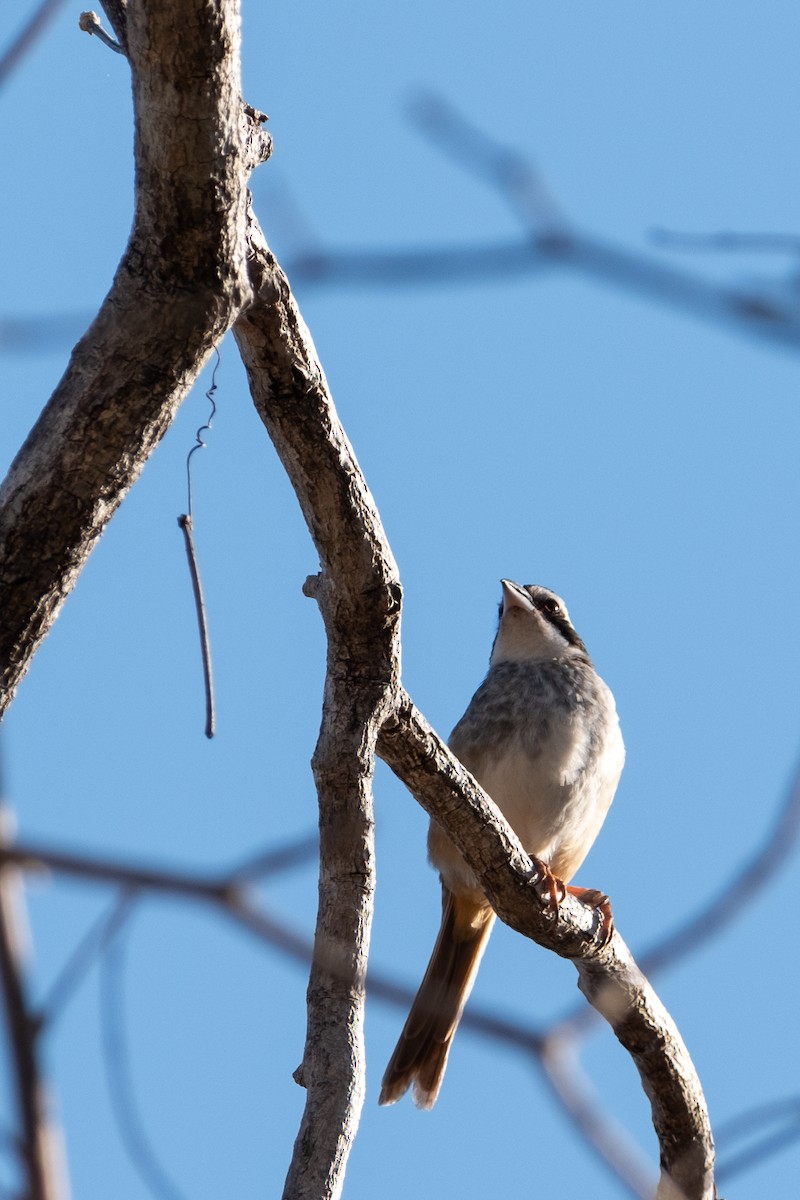 Stripe-headed Sparrow - ML616487206